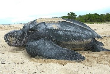 Живое ископаемое океана: что известно о рептилии, которая пережила динозавров