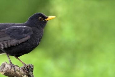 Почему ваш сад может привлечь черного дрозда: какую пользу приносит птица