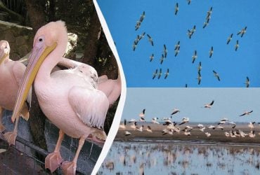 В Одесской области зафиксировали редких розовых баб (фото)