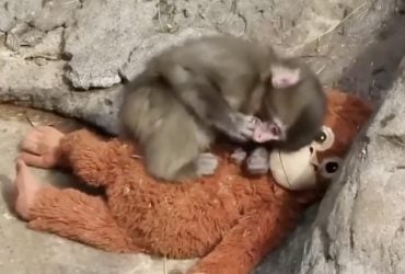 Маленьке мавпеня, яке прославилося через плюшеву іграшку, почали приймати інші макаки