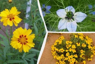 Что посеять в марте: 6 цветов, которые украсят сад до самой осени