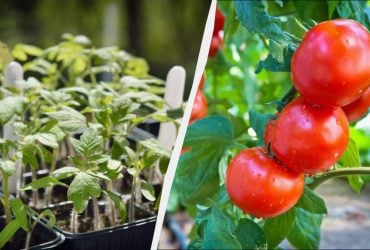 Томаты удобряют при посадке: по 2 ложки в лунку - и помидоры растут как бешеные