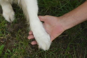 Чому собака кладе на господаря свою лапу: експертка вказала на важливий сигнал