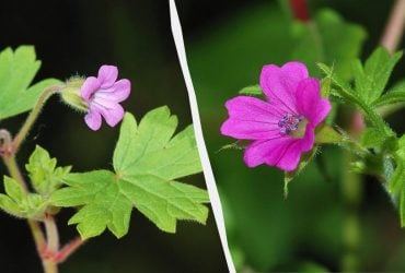 Герань зацветет в два раза пышнее: как правильно обрезать цветок после зимы