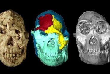 Little Foot: ученые воссоздали лицо 3,67-миллионного ископаемого предка человека