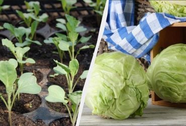 Сажать рассаду капусты нужно именно в эти даты: самые урожайные дни марта