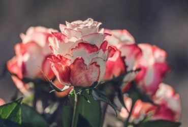 Как и когда обрезать розы, чтобы вірастить крупные цветы летом