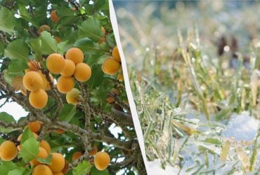 Одна ночь решит судьбу всего урожая: как уберечь абрикос от весенних заморозков