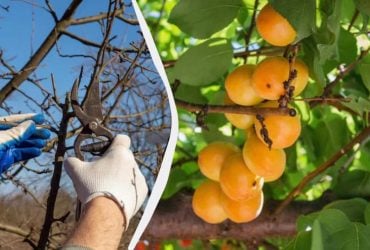 Урожая будет в пять раз больше: вот что нужно сделать с абрикосом до конца марта