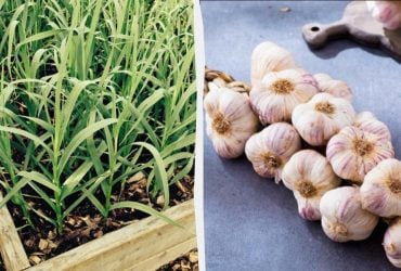 Як виростити часник на балконі: покрокова інструкція від садівниці