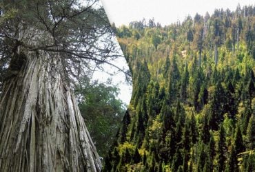 Під гігантськими деревами у Чилі знайшли сотні, більшість невідомих науці, видів грибів
