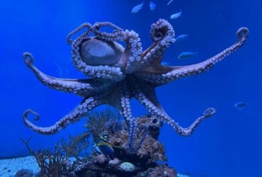 Осьминог 4,5 года охранял свои яйца и ни разу не поел: ученые озадачены