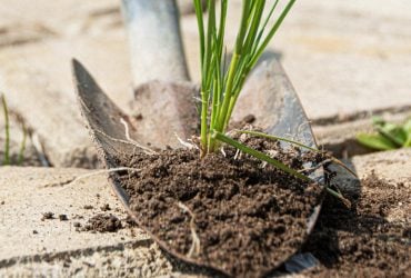 Бур'яни на доріжках зникнуть за день: ось чим їх треба посипати