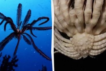 20-рукая клубника: ученые обнаружили огромное загадочное существо в океане Антарктиды