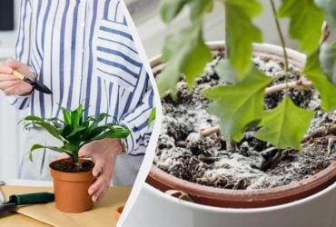 В горшке с цветком появилась плесень и мошки: почему так происходит и что делать