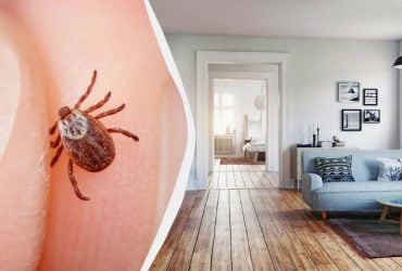 Клещи могут подстерегать прямо в квартире: какие места стоит тщательно проверить