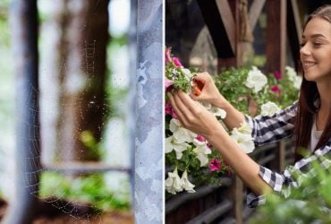 Навіщо бризкати оцтом на балконі: простий трюк, який радять всі господині