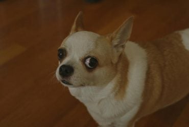 Что значит, когда собака смотрит на вас из-под лоба: эксперты указали на интересный сигнал