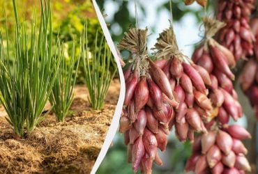 Сроки поджимают: когда сеять лук чернушку и как правильно подготовить семена