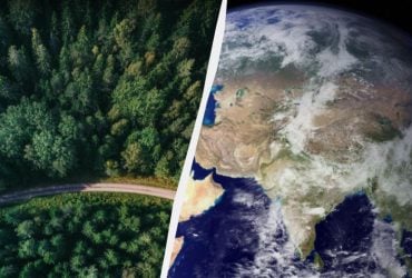 Рослинність поступово мігрує на північний схід: учені пояснили, що це означає для планети