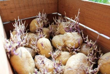 Почему картофель прорастает и можно ли его употреблять в пищу: важные советы