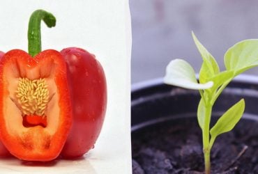 Семена взойдут быстрее: в чем замачивать помидоры, перец и огурцы перед посадкой