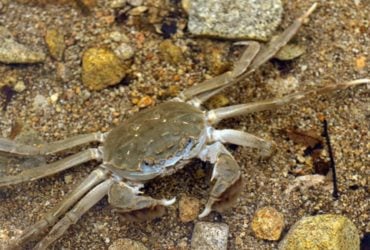 Ненажерливий китайський краб адаптується до будь-якої річки і витісняє місцеву фауну