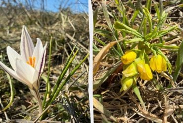 Нельзя собирать в букеты: в Одесской области появились редкие первоцветы (фото)