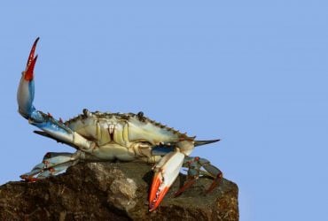 В Одеській області знайшли десятки блакитних членистоногих: чому вони небажані  гості