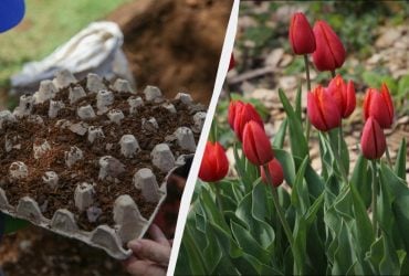 Мудрые цветоводы посадили тюльпаны в яичные лотки: клумба выглядит потрясающе