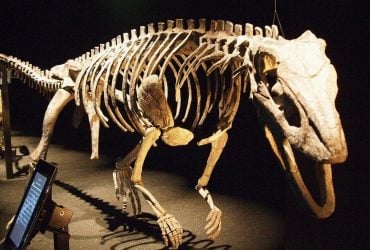 Дослідники знайшли давнього крокодила, який ходив на двох ногах