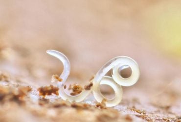 Вчені знайшли несподіваних жителів пустелі: як вони виживають у пеклі на Землі