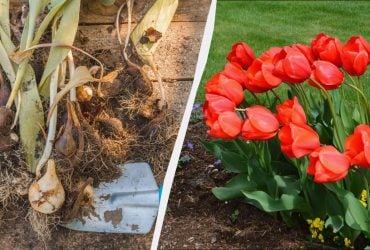 Вже час садити цибулини тюльпанів: яка велика перевага весняної посадки