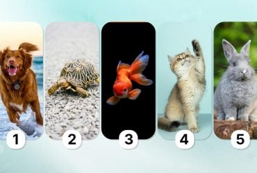 Что о вас говорит выбор домашнего питомца: визуальный тест на характер