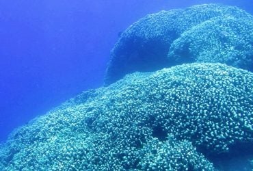 Высокий, как жираф, и виден из космоса: в Тихом океане ученые нашли подводного гиганта