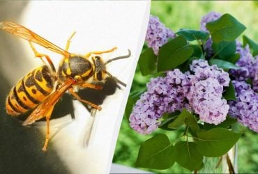 7 рослин приваблюють смертельно небезпечних шершнів: їх не можна садити біля будинку