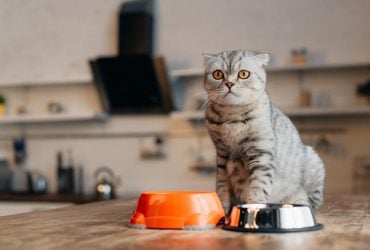 Чому кіт топить свої речі в мисці: ветеринар розкрила 8 причин