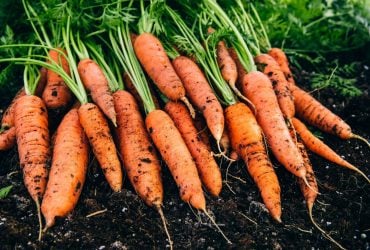 10 профессиональных советов, как вырастить самую сладкую морковь из семян