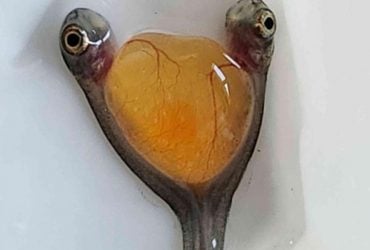 Две головы и одно тело: ученые случайно нашли редких сиамских близнецов