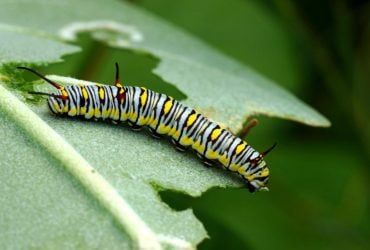 5 причин, чому у рослин може бути діряве листя, та розумні методи це виправити