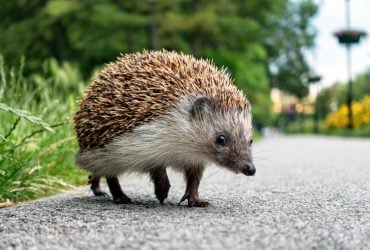 Вчені придумали, як врятувати їжаків від колес автомобілів