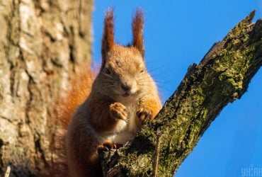 В середине недели Киев прогреется до +14°