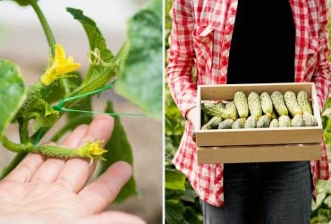 Які огірки посадити в 2026 році: ці гібриди дають найбільший урожай