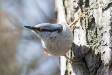В пятницу киевлян ждет 15-градусное тепло, но уже на выходных температура снизится