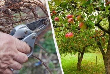 Ці 7 дерев потрібно обрізати до кінця березня: гілки будуть ломитися від плодів