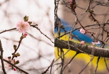 У Мукачеві почала квітнути "шалена" сакура: у чому її особливість (фото)