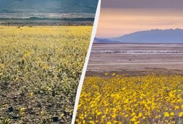 Долина Смерти покрылась морем цветов: туристы едут посмотреть редкое "суперцветение"