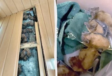 Харків'янка виявила у себе на балконі приховану колонію із 900 кажанів (відео)