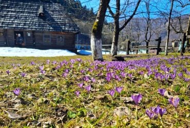 У Колочаві зацвіли крокуси: коли очікувати пік квітування (фото)
