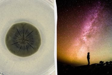 Черная плесень из Чернобыля может спасти человечество от космической радиации, - ученые